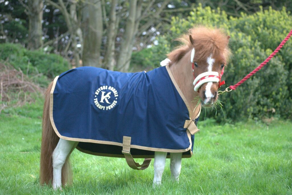 A beige and white pony in a blue coat