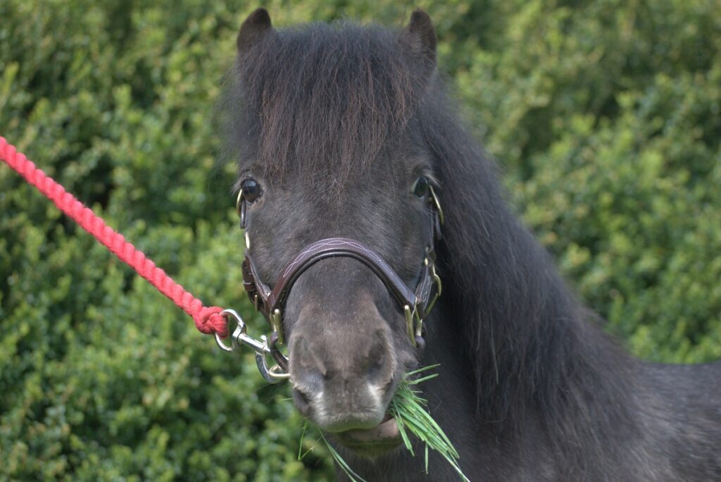 Close up of a black pony