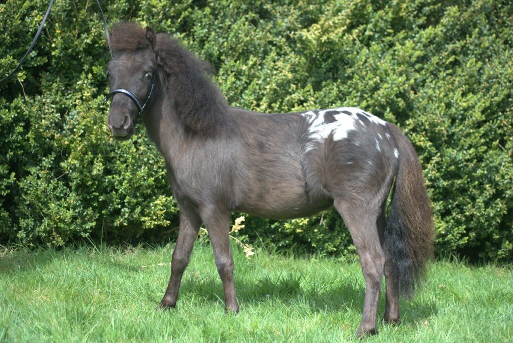 A black pony