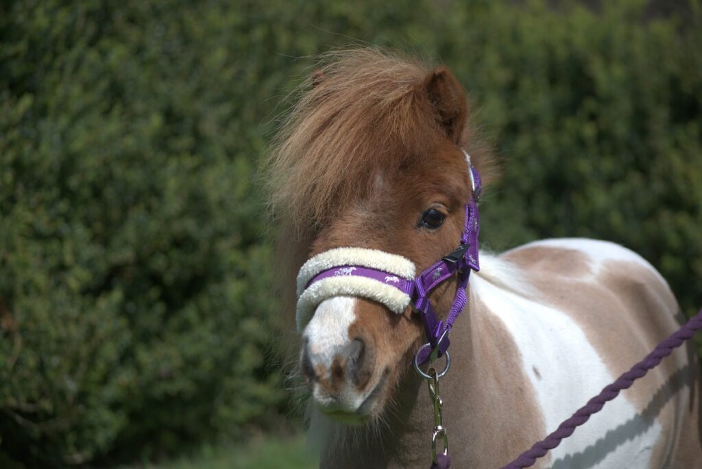 A brown and white pony