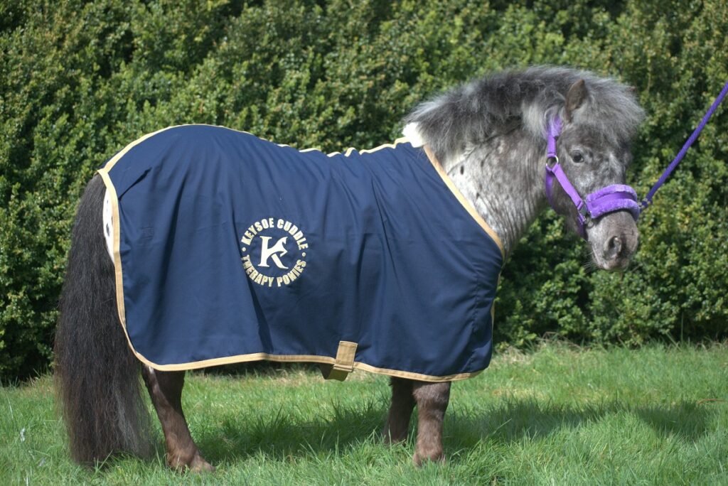 A pony wearing a Keysoe coat
