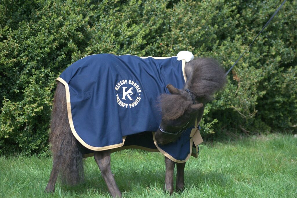 A black pony with a blue coat