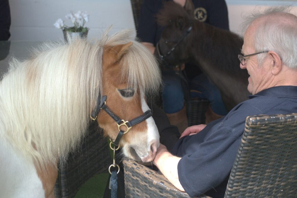 A white and beige pony with a member of staff