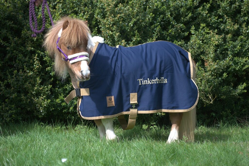 A brown and white pony with a blue coat