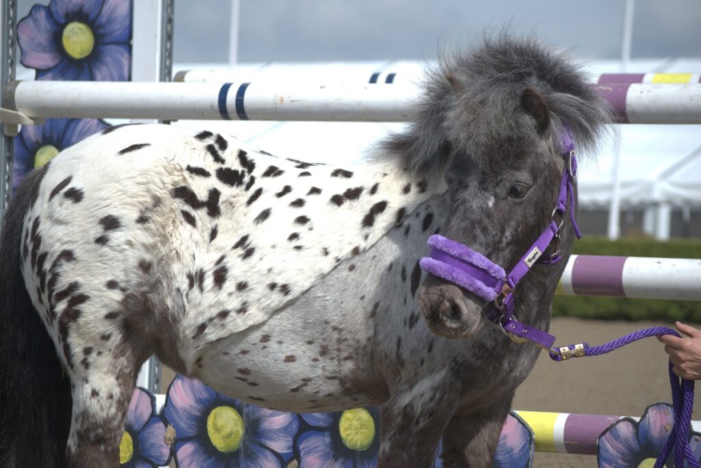 A black and white spotted pony