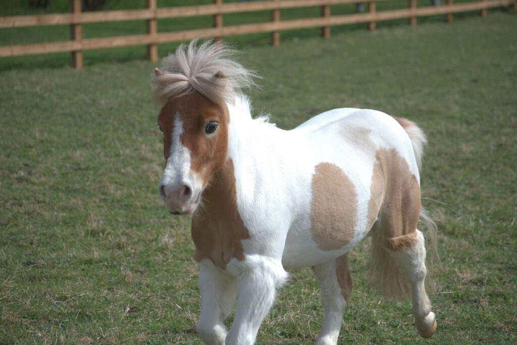 A white and beige pony running
