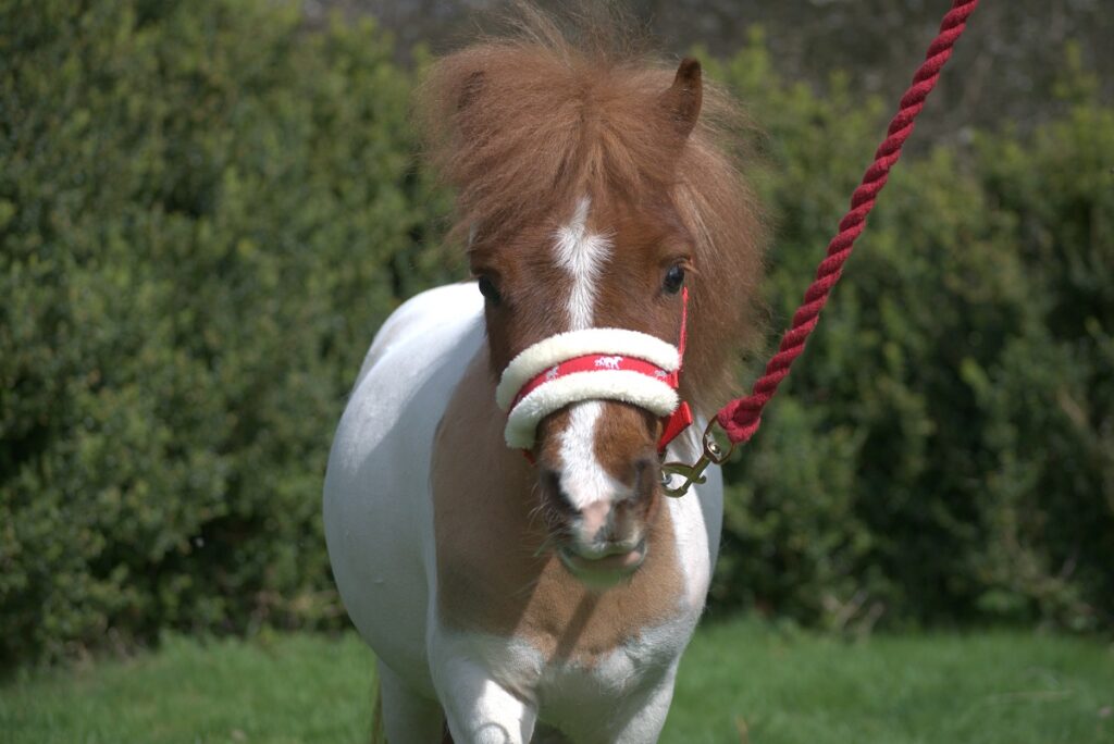 A beige and white pony on a leash