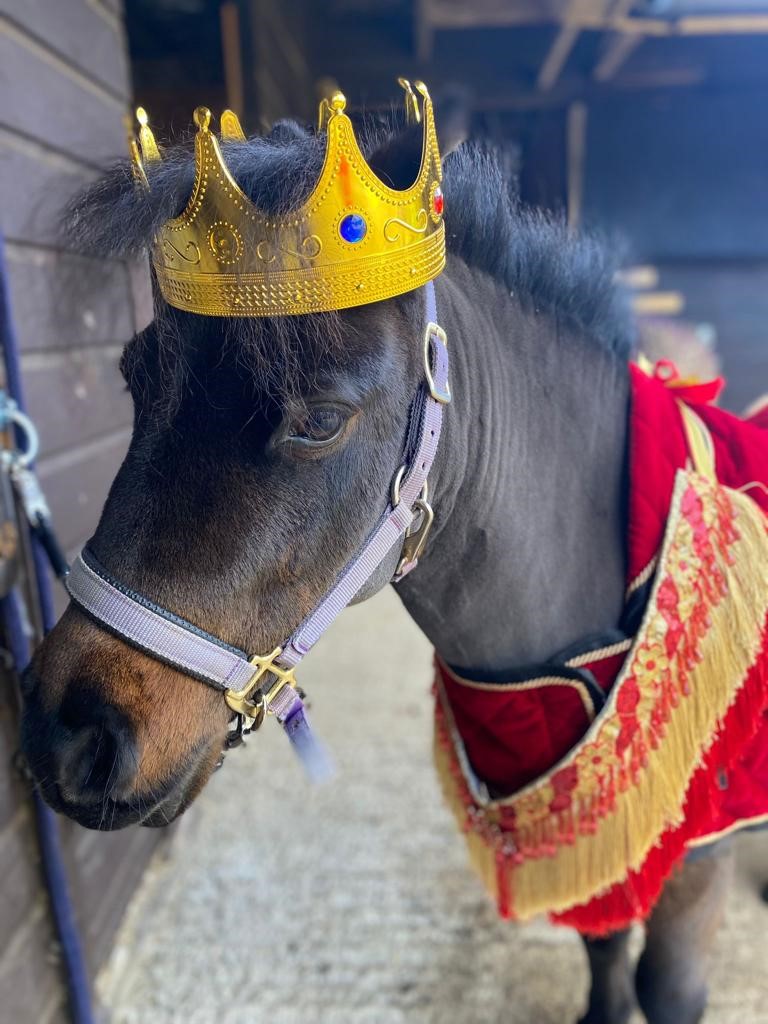 A brown pony wearing a crown