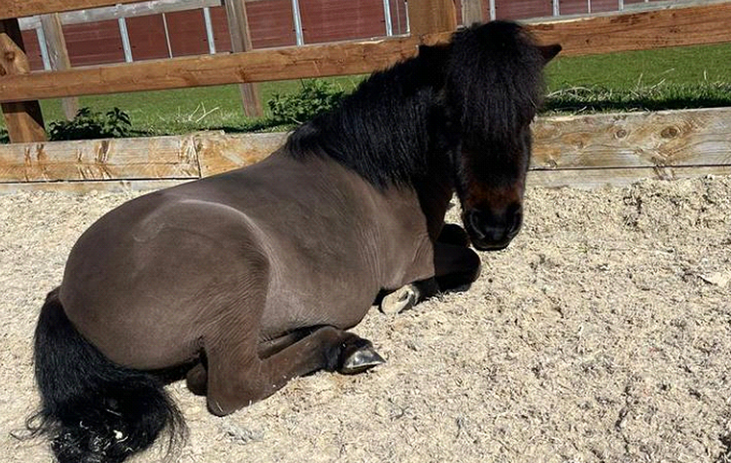 A brown pony lying down in the sun