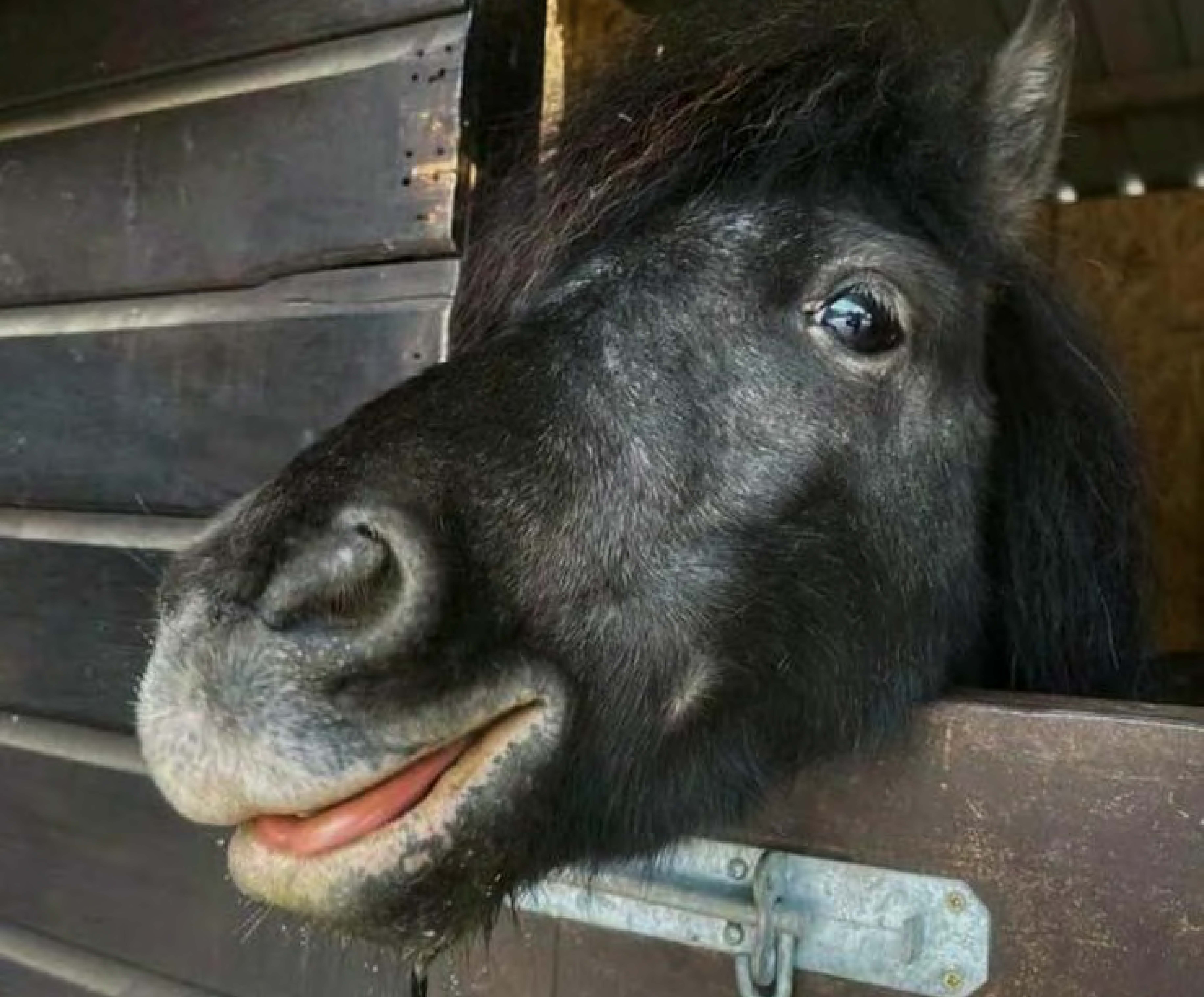A close up of a black pony
