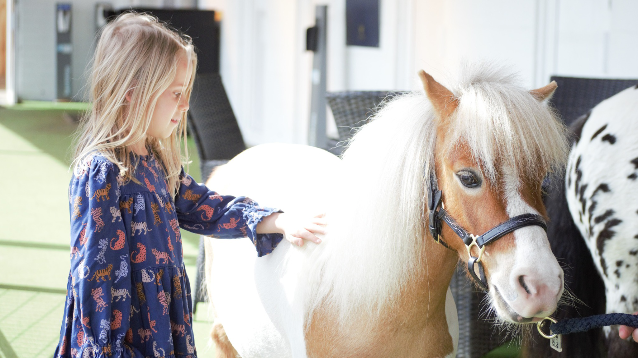 A little girl meeting a pony