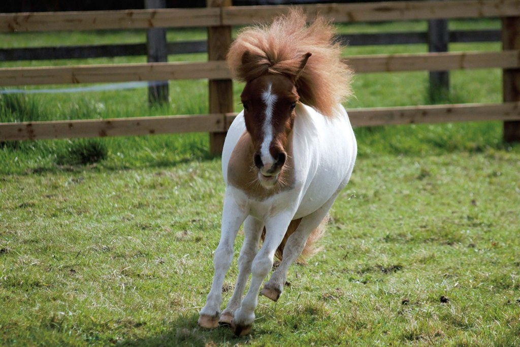 A beige and white pony running