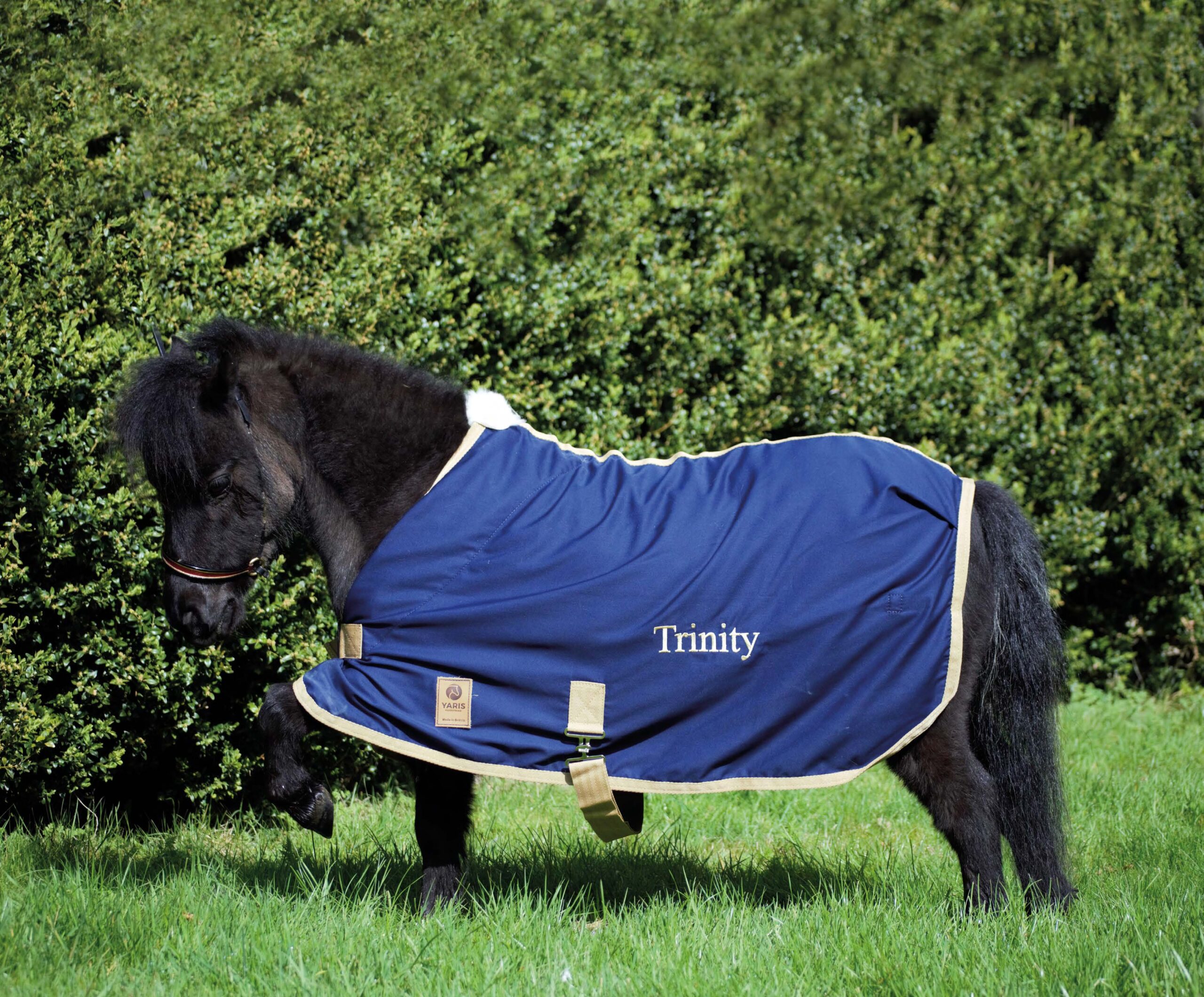 A black pony wearing a blue coat that reads 'Trinity'