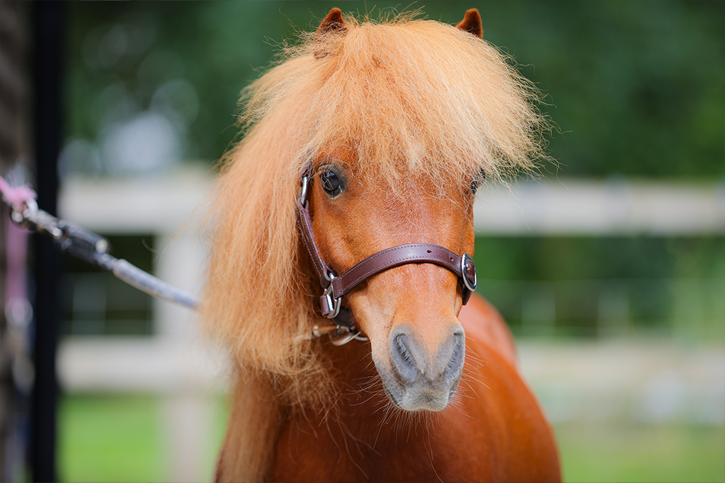A closeup of a red pony