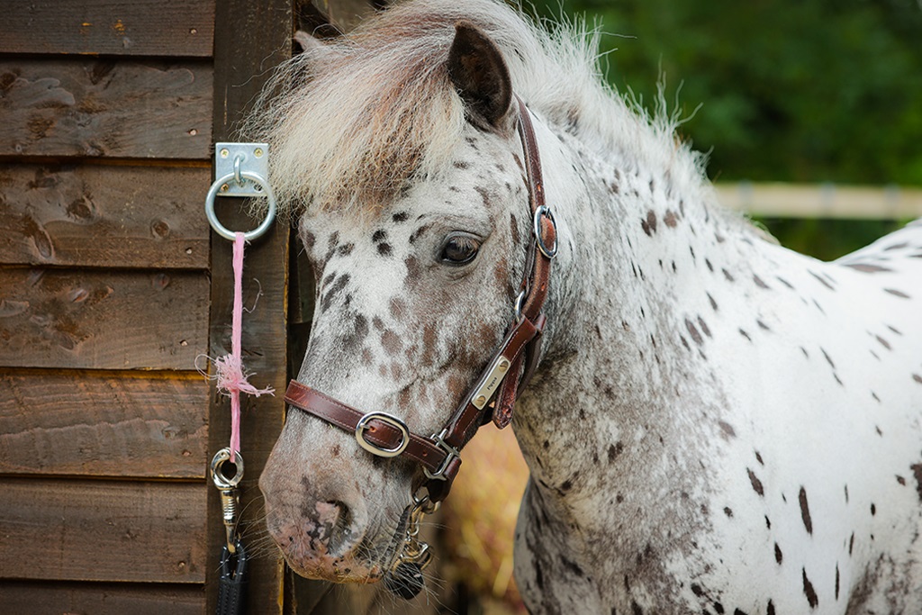 A grey and white spotted pony