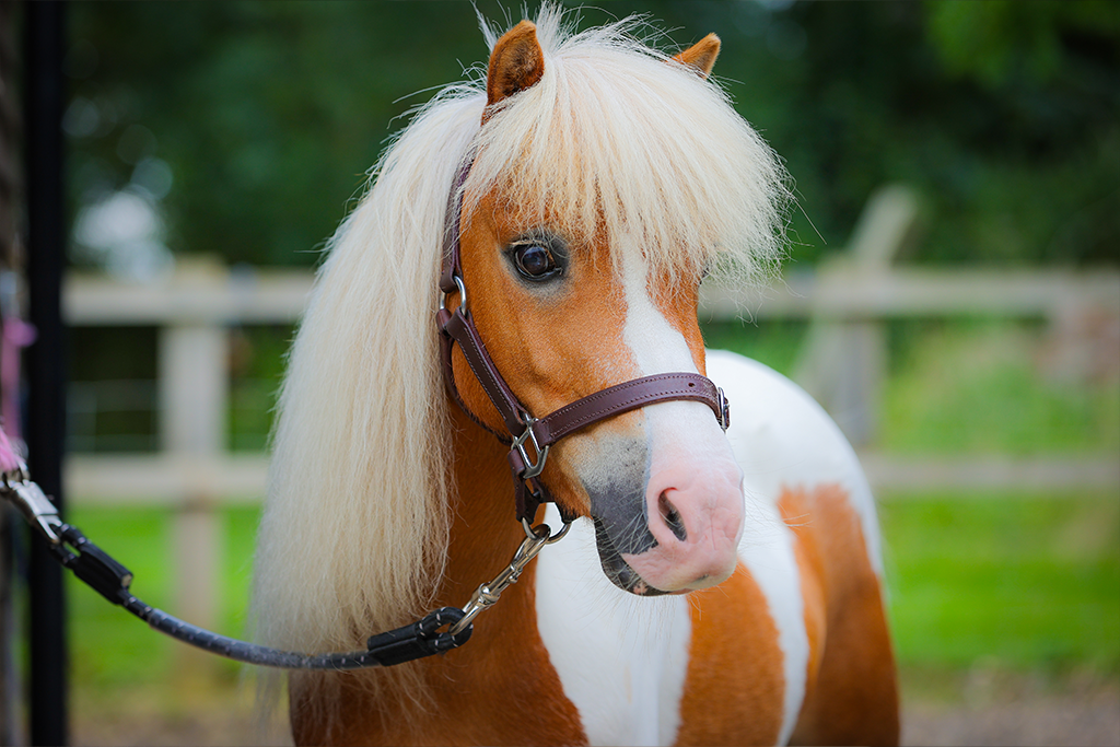 A close up of an orange and white pony