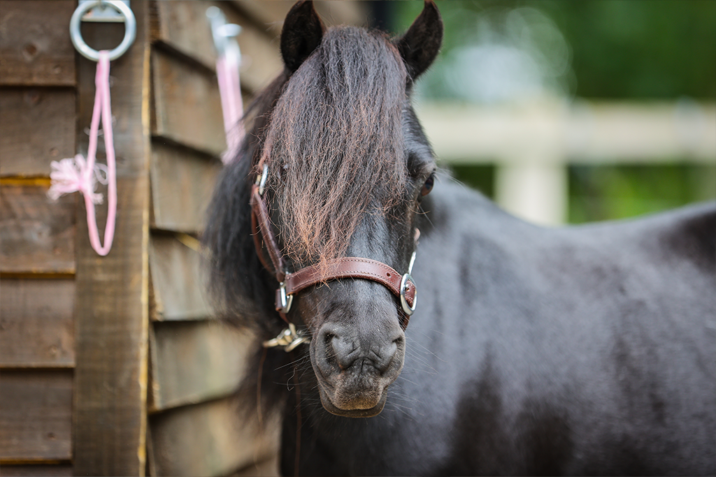 A closeup of a black pony