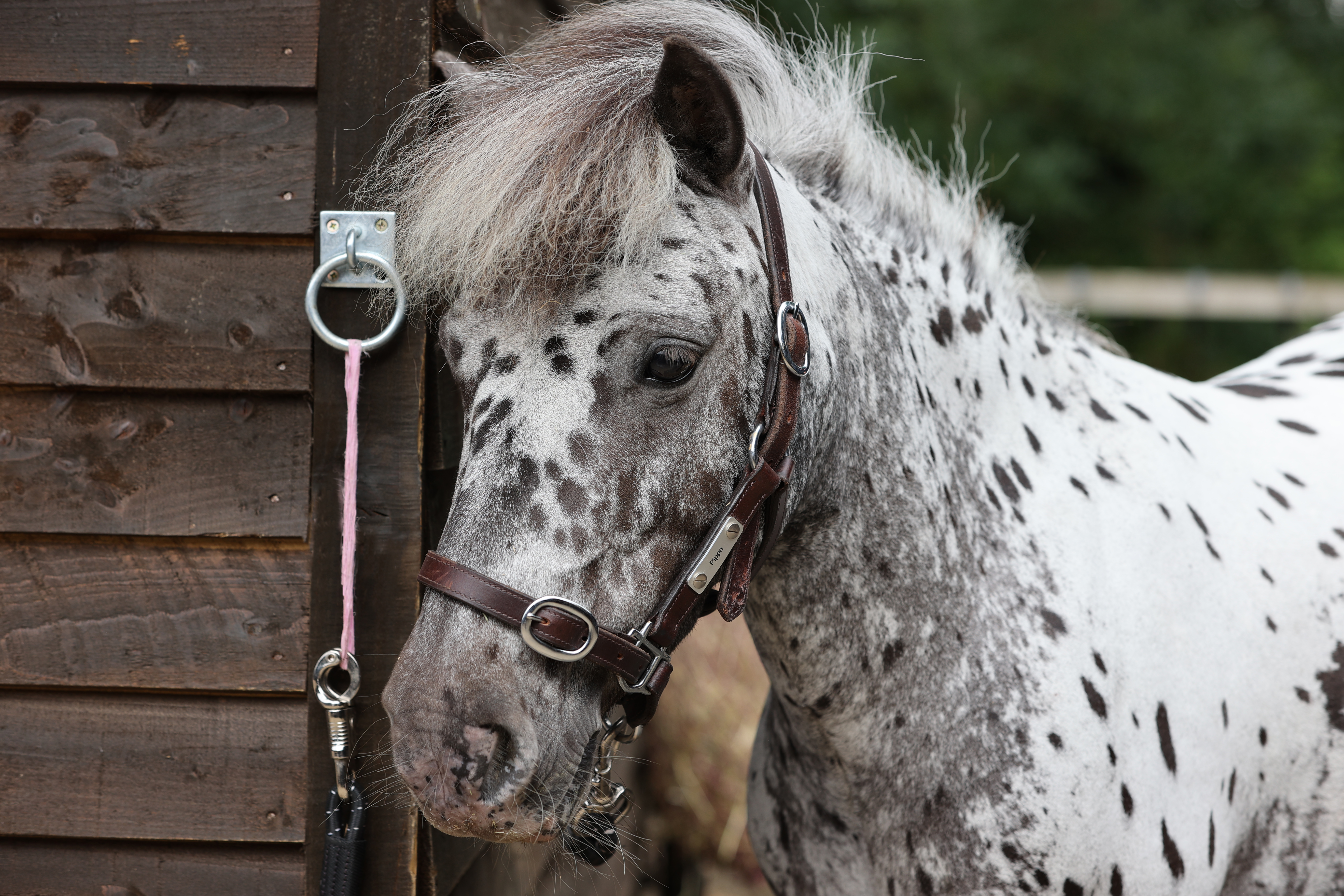 A grey and white spotted pony