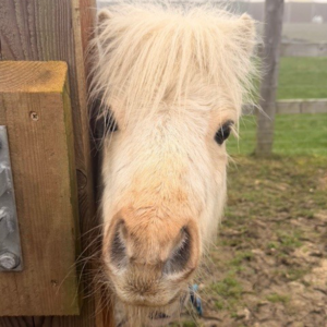 Sponsor a Pony